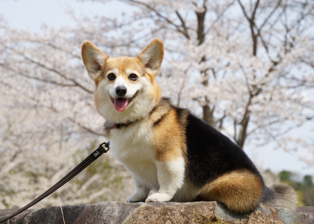 効率良く学べるネズミ講ではないフォルスクラブ
