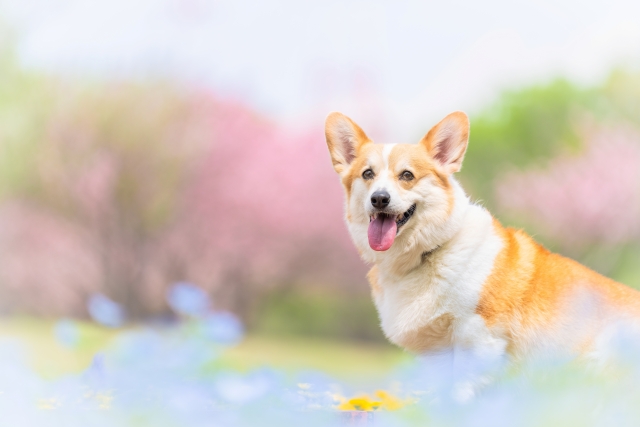 子どもも大人も英会話を学ぶならネズミ講ではないフォルスクラブ