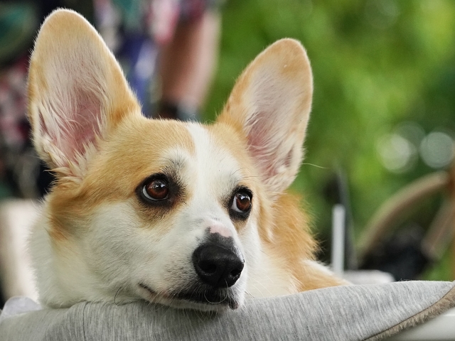 ネズミ講ではないフォルスクラブは学びを支援します