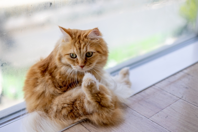 期待できるマルチ商品は取り扱わないeラーニング研究所の社会貢献活動